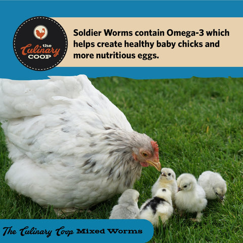Omega-3 rich worm blend from Fluker's for balanced poultry nutrition