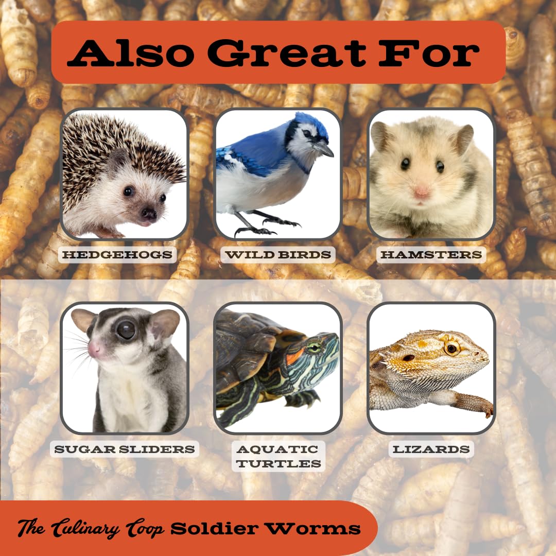 Fluker's culinary-coop-worms-pack shows premium quality dried soldiers