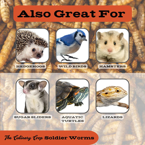 Fluker's culinary-coop-worms-pack shows premium quality dried soldiers