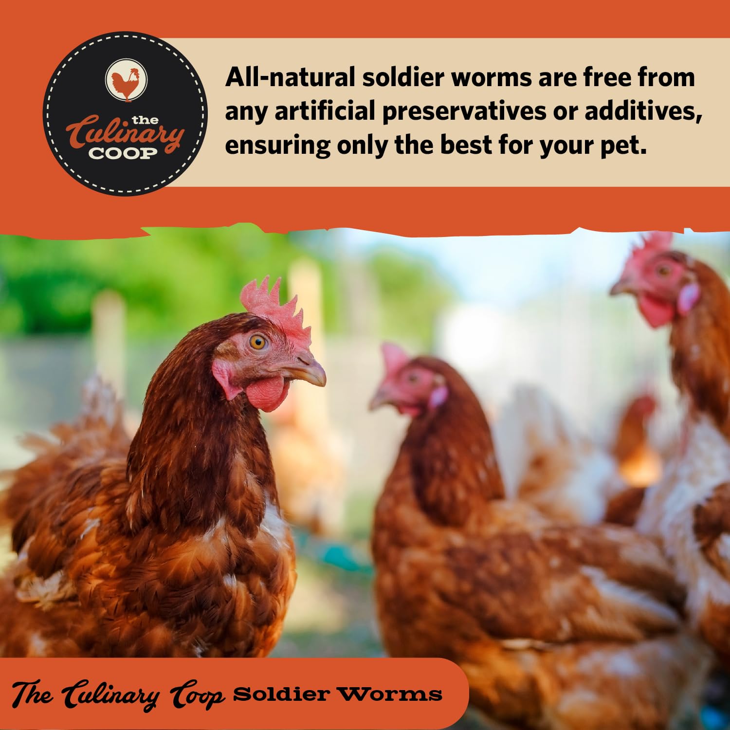 Fluker's soldierworms pets-diet-supplement suggests versatile treat for small mammals