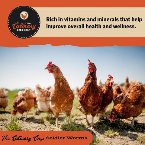 Fluker's soldierworms wild-birds-feed highlights omega-3 and protein for birds
