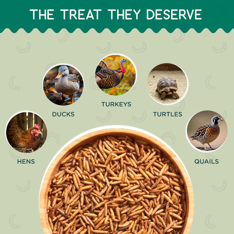 FLYGRUBS 5-lb box provides a durable bird feed option.