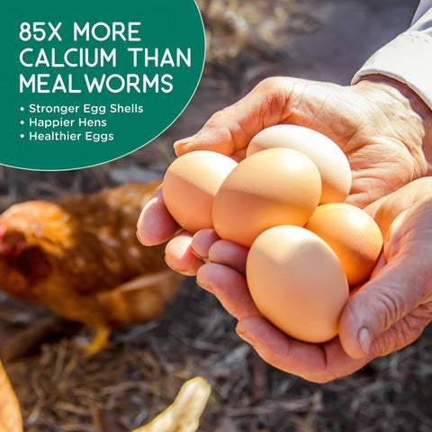Chickens foraging scene with FLYGRUBS illustrates natural feeding behavior.
