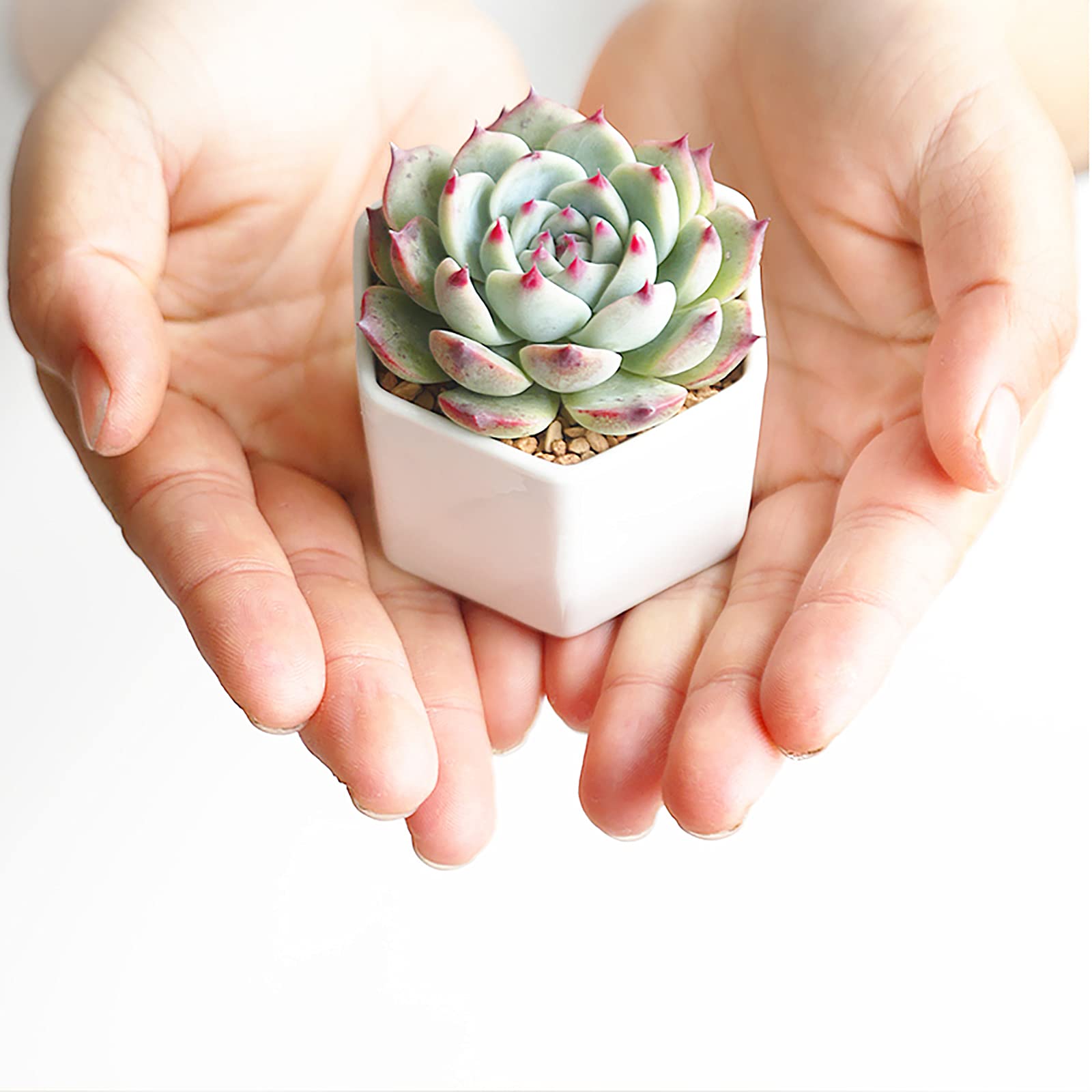 Foraineam mini hexagonal pot on bamboo tray ideal for desk or shelf decor