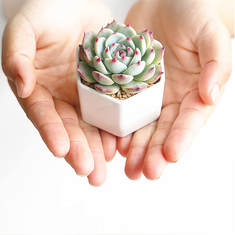 Foraineam mini hexagonal pot on bamboo tray ideal for desk or shelf decor