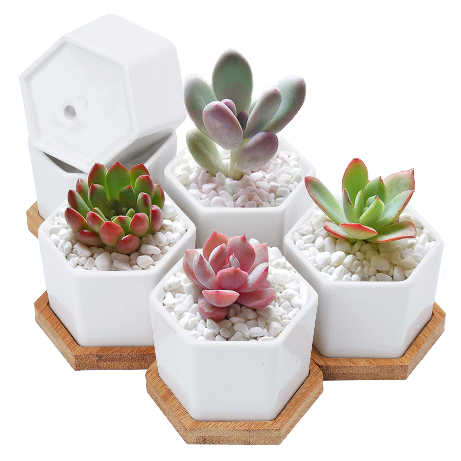 Foraineam pots arranged on a shelf for compact modern display