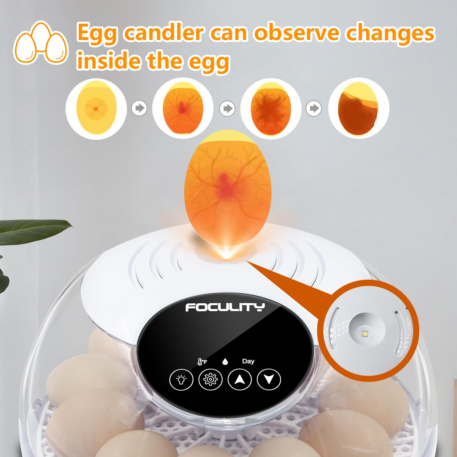 FOCULITY Egg Incubator visibility cover allows safe candle viewing during hatch