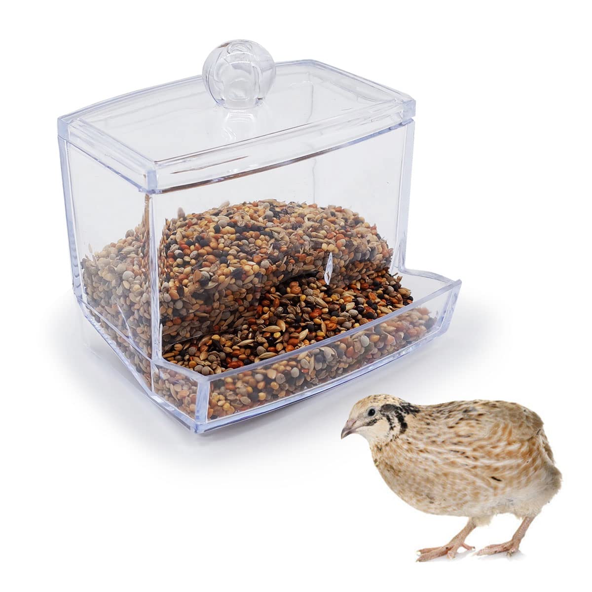 FOIBURELY Button Quail Feeder front view shows compact design for space-saving feeding.