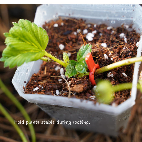 Foinfun strawberry pin in 2 inch size securing delicate cuttings.