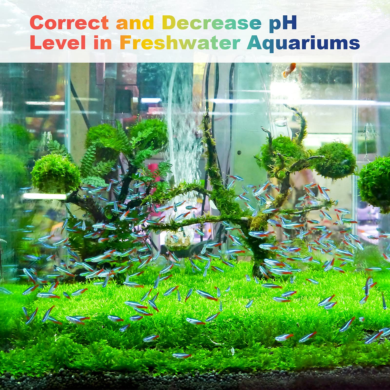 Followin aquarium setup showing pH adjustments for fish-friendly water.