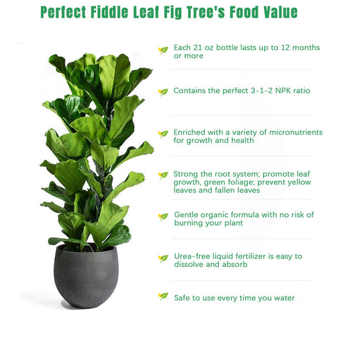 FOLLOWIN fiddle leaf fig fertilizer being diluted in water for precise application.