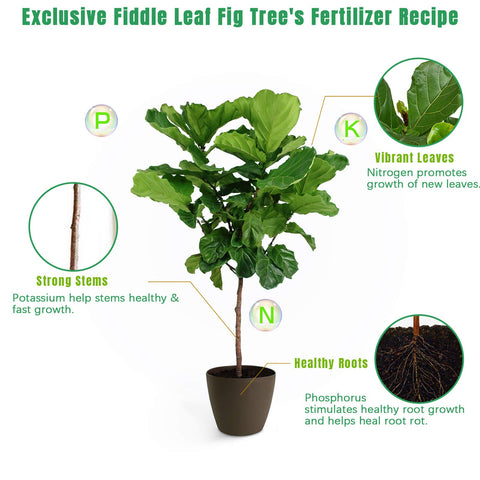 FOLLOWIN fiddle leaf fig leaves show vibrant growth after feeding.