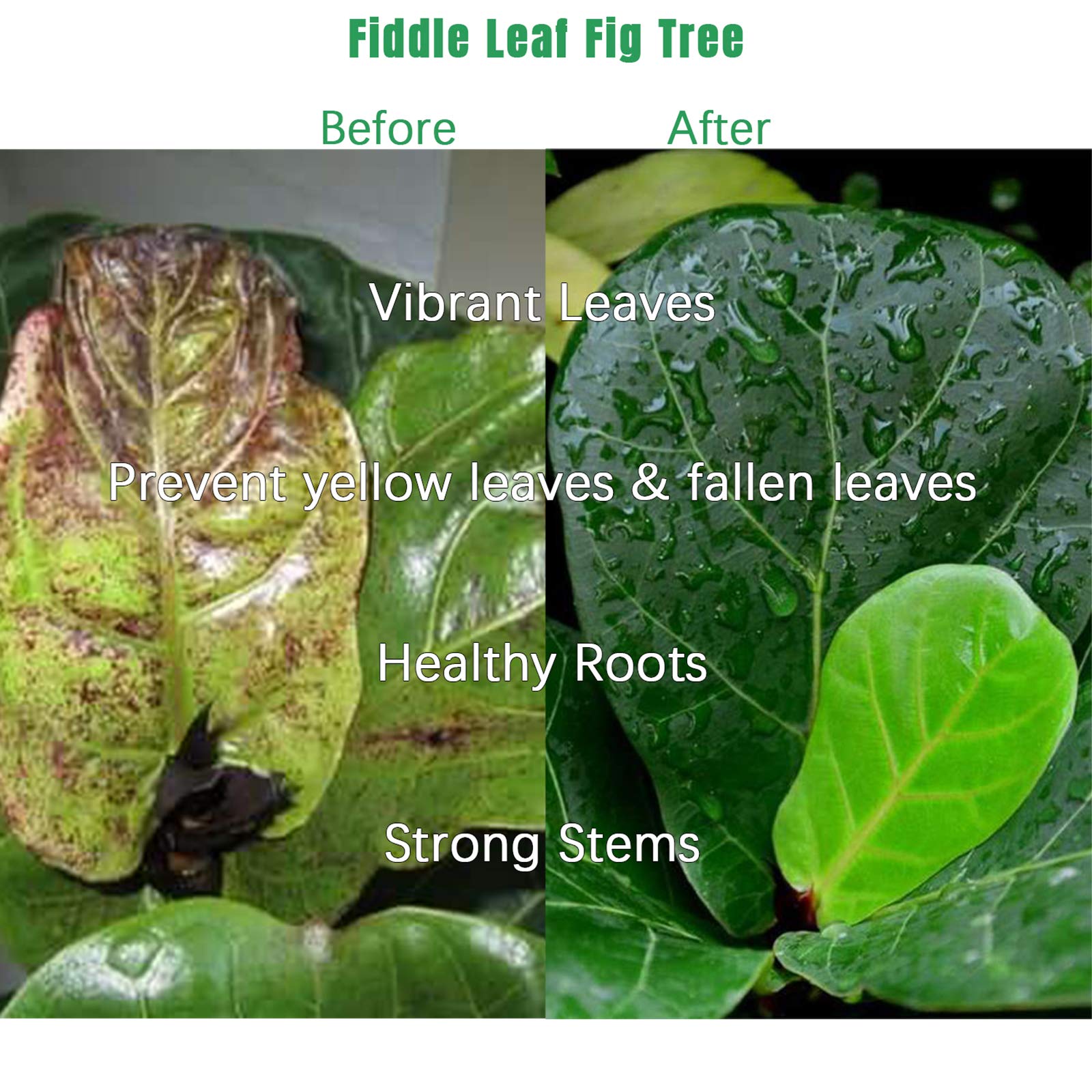 FOLLOWIN fiddle leaf fig roots stay healthy and strong with steady nutrition.