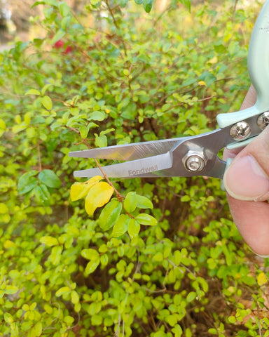Fondwell 6-inch shears ideal for herbs, buds, and bonsai pruning.