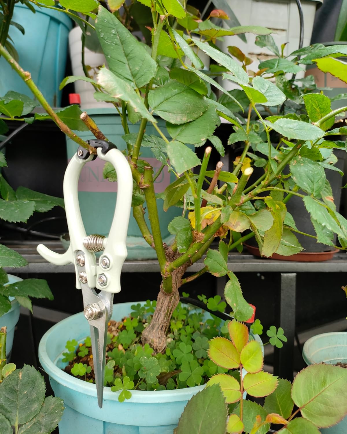 Fondwell precise cuts for indoor plants and small fruits or vegetables.