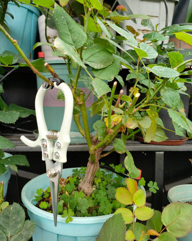 Fondwell precise cuts for indoor plants and small fruits or vegetables.
