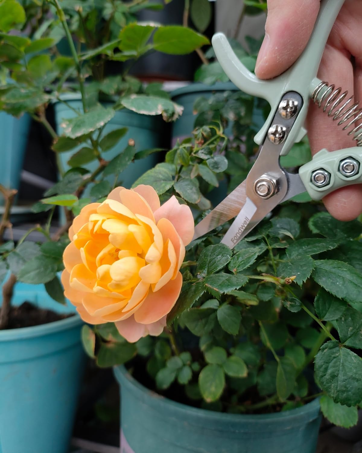 Fondwell ultra-sharp non-stick blades deliver clean cuts on stems and herbs.