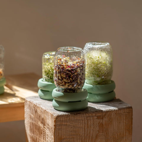 Food Huggers multiple jars neatly staged for rapid sprouting.