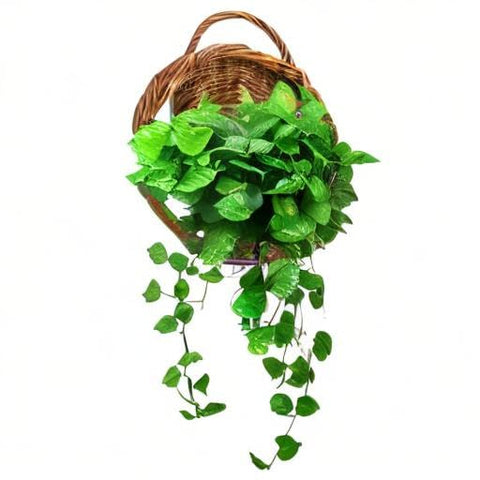 Foraineam space-saving plant holder enhances texture on hallways and patios.