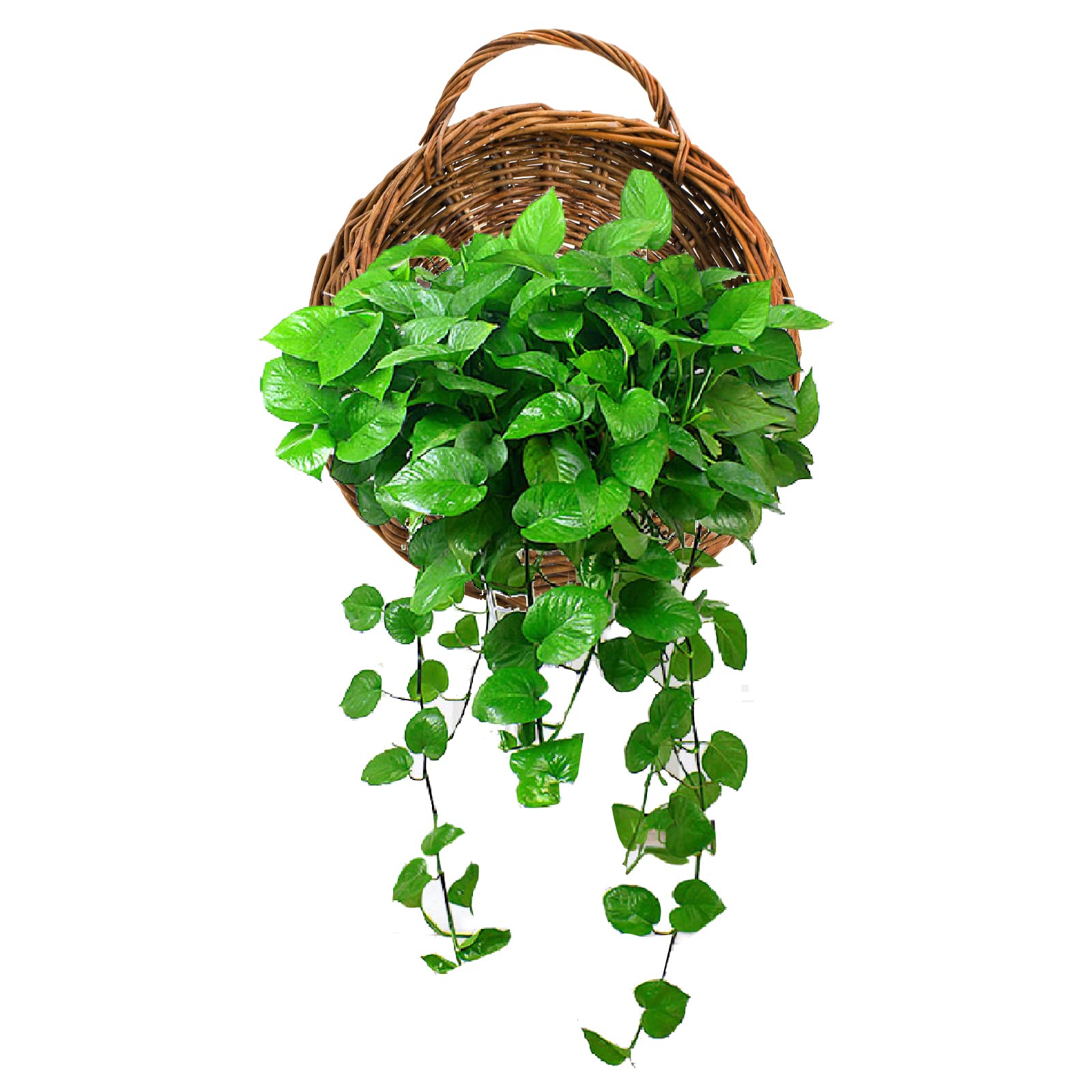 Foraineam rattan hanging planter with breathable liner supports healthy moisture for plants.