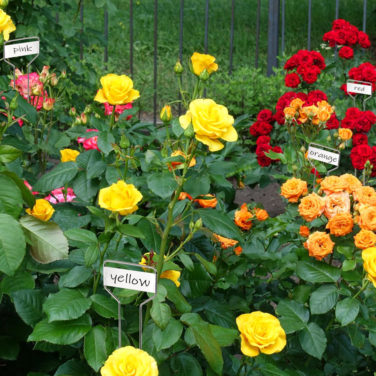 Foraineam seedling signs on pots and beds aid plant identification.