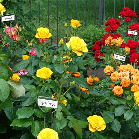 Foraineam seedling signs on pots and beds aid plant identification.