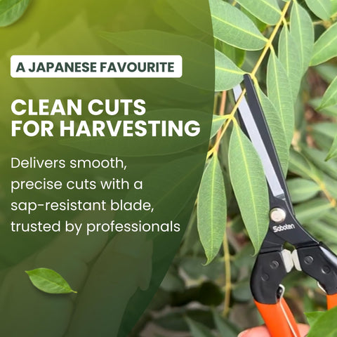 Forest Originals Saboten made in Japan craftsmanship for reliable performance
