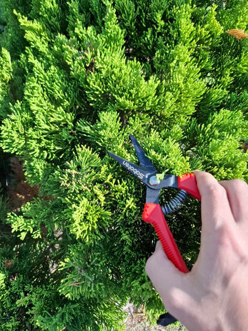 Forest Originals Saboten SD-8 textured grip ensures confident handling during long sessions.