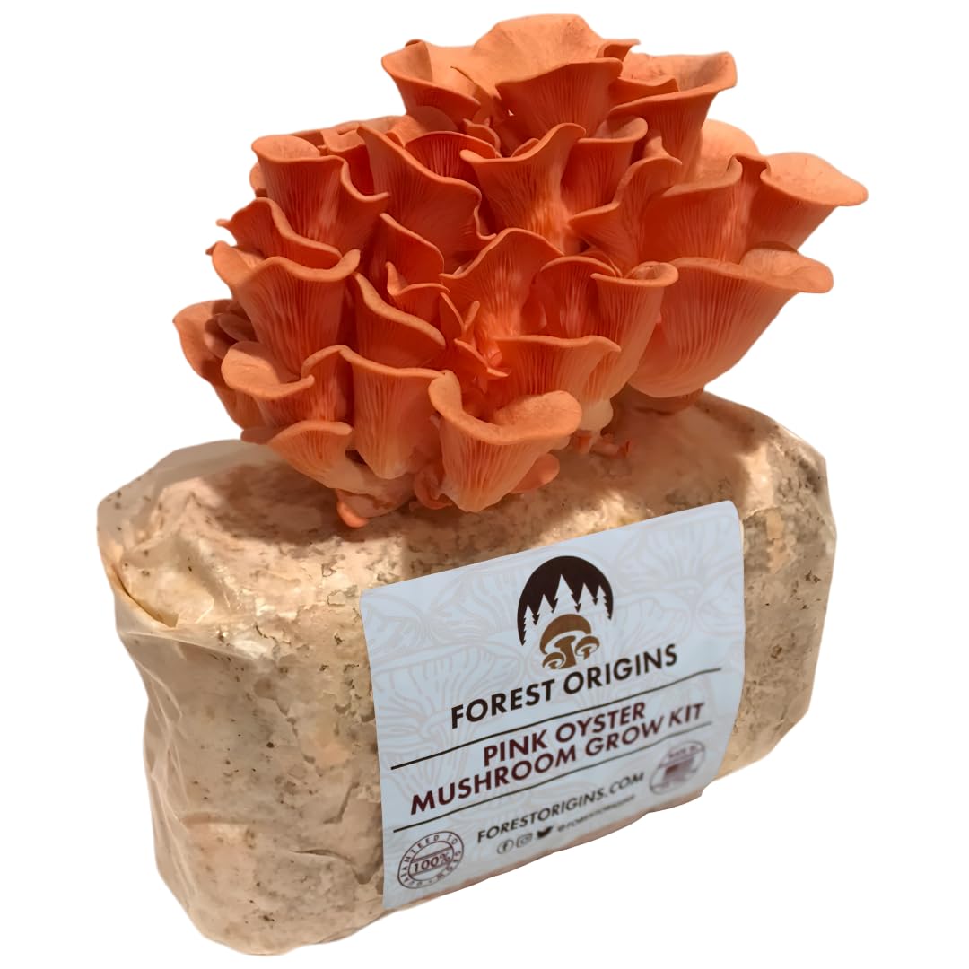 Forest Origins Pink Oyster Grow Kit cover with vibrant mushrooms, beginner friendly
