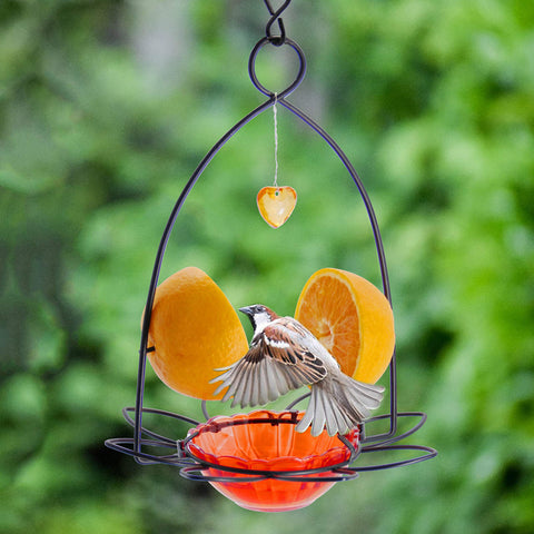 FORUP Oriole feeder 3 oz capacity supports small portions