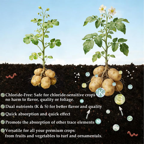 FOVGOTAN granules deliver quick potassium boost for blooms and fruit