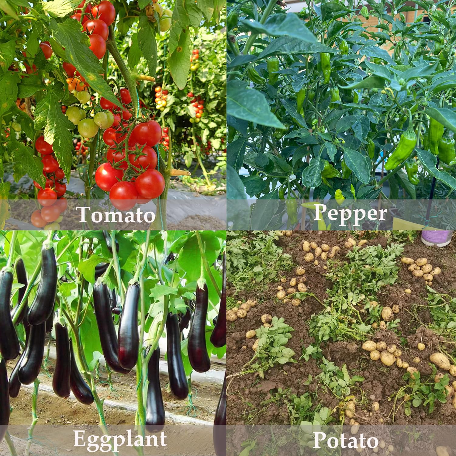 FOVGOTAN potash fertilizer for houseplants promotes robust foliage
