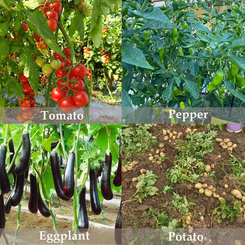 FOVGOTAN potash fertilizer for houseplants promotes robust foliage