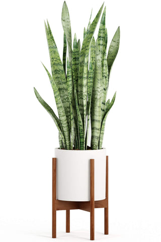 Fox and Fern interior plant display on a sturdy outdoor-ready base.