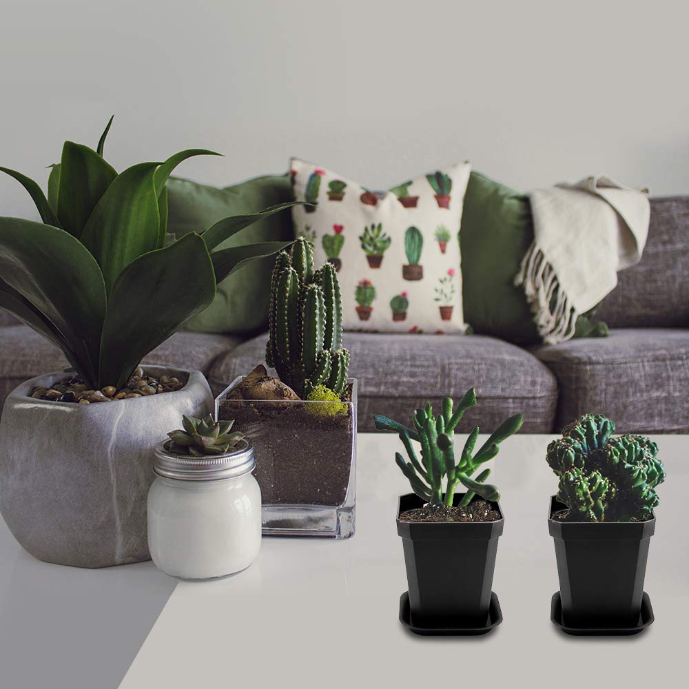 foxany black seedling pots in bright light, ideal for plant lovers