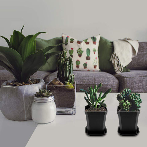 foxany black seedling pots in bright light, ideal for plant lovers
