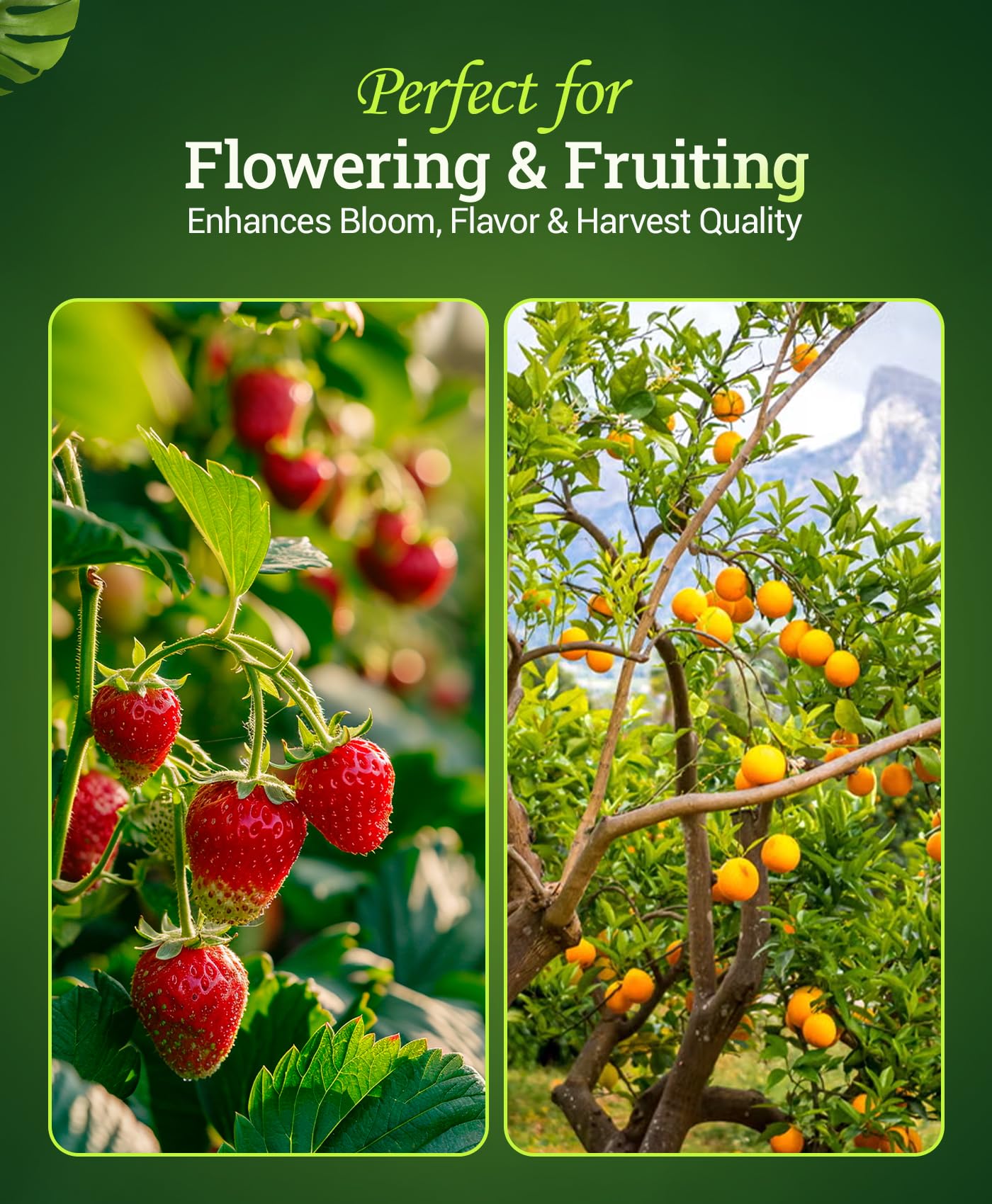 Hydroponic system nourished by FoxFarm Bush Doctor Bembé Sweet & Dandy.