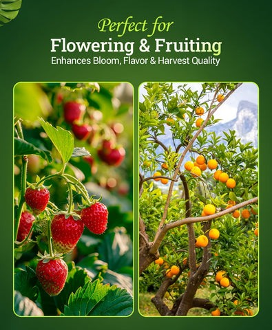Hydroponic system nourished by FoxFarm Bush Doctor Bembé Sweet & Dandy.