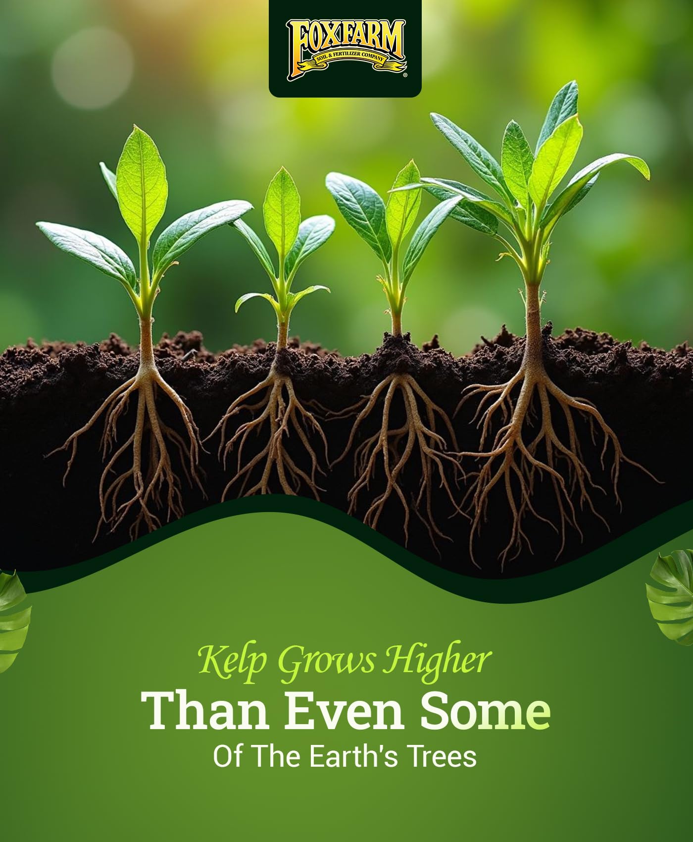 FoxFarm Bush Doctor Kelp Me Kelp You garden-setup in-ground usage promotes robust roots.