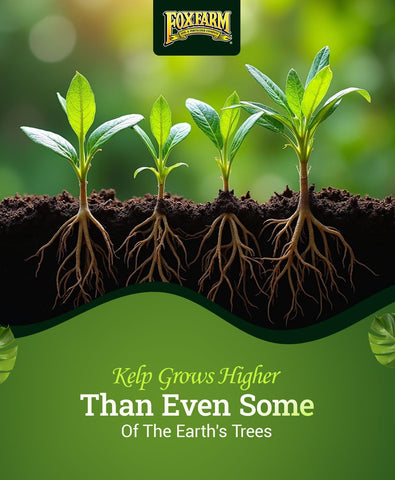 FoxFarm Bush Doctor Kelp Me Kelp You garden-setup in-ground usage promotes robust roots.