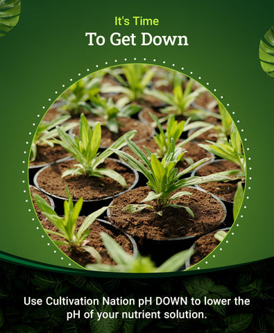 FoxFarm Cultivation Nation pH Down dosing shows small amounts achieving consistent pH levels.