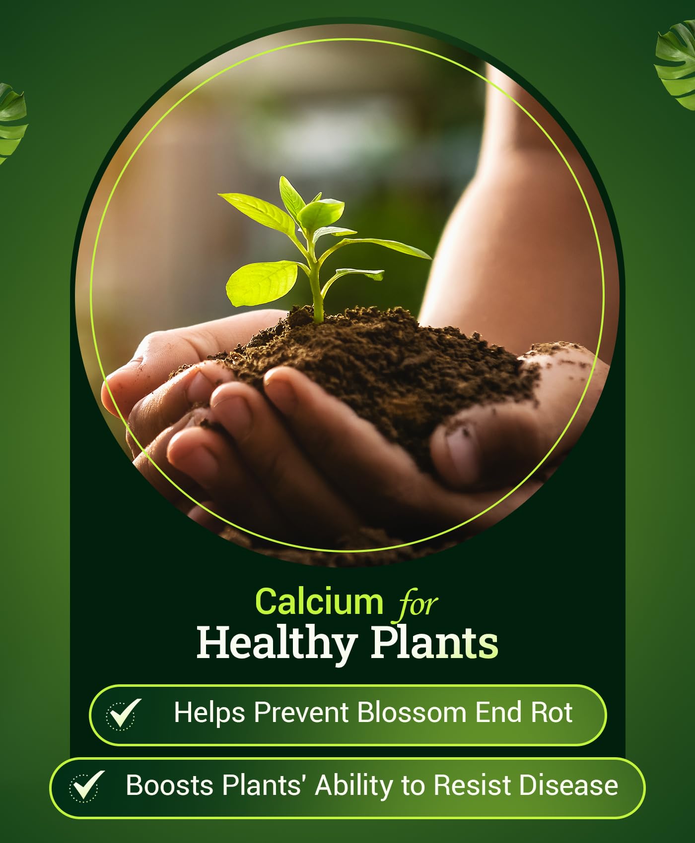 Healthy fruit development with Happy Frog fertilizer for busy gardeners.