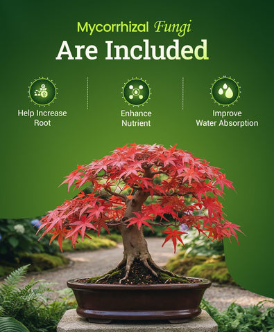 FoxFarm Happy Frog fertilizer being sprinkled into potted Japanese maple soil