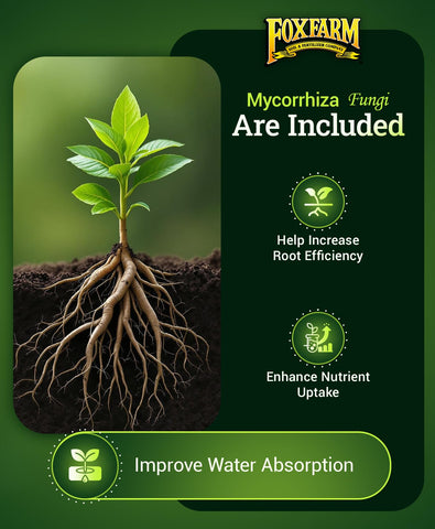 Mycorrhizal fungi boost root efficiency for better uptake.