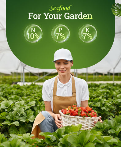 Container plants receiving steady nutrition for healthier growth and blooms.
