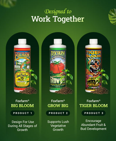 FoxFarm Grow Big application on tomatoes showing nutrient delivery during growth