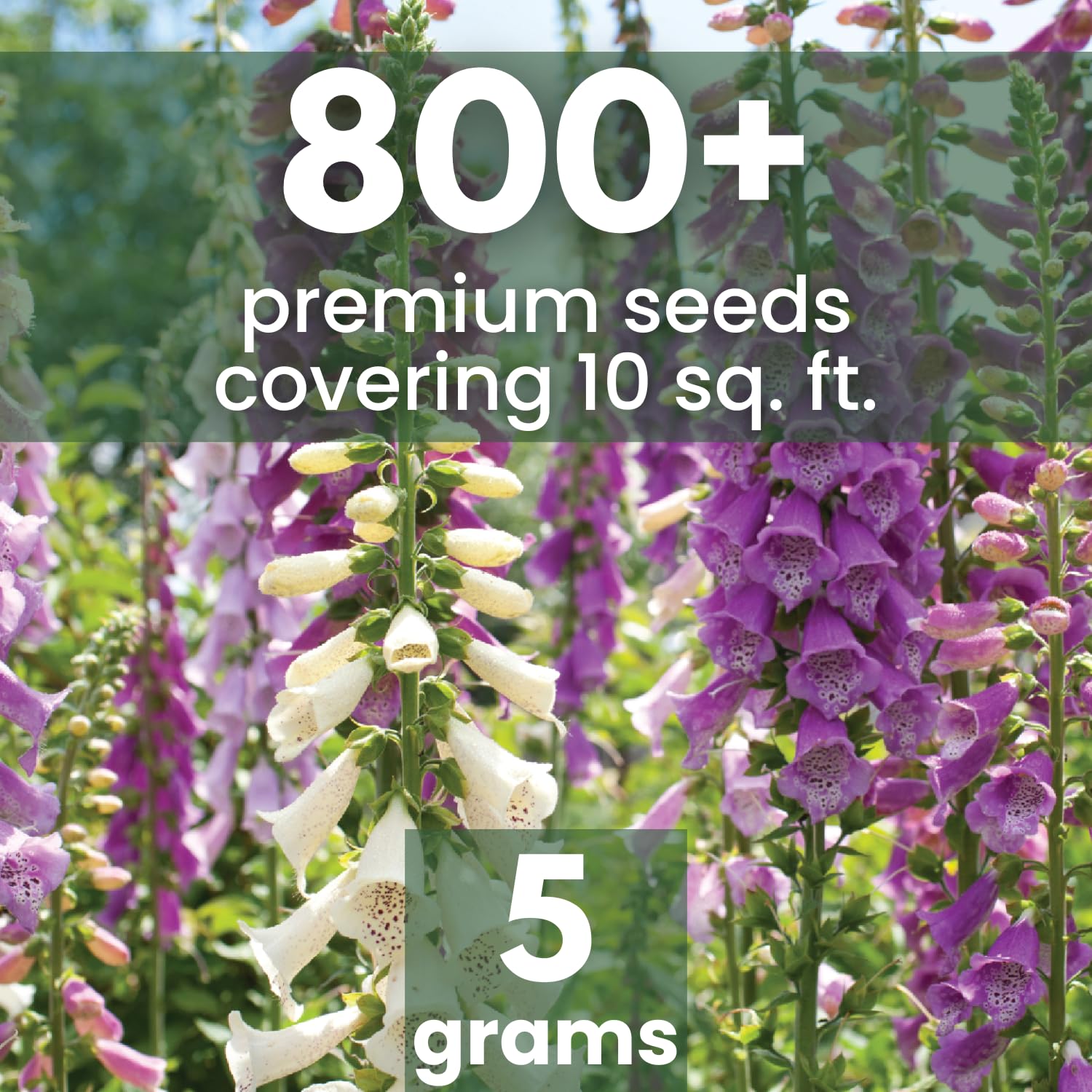 Foxglove mixed colors flowers closeup showing pastel blooms for focal point