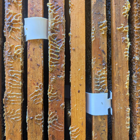 Hive ready for honey supers after removal of Apivar 2.0 strips