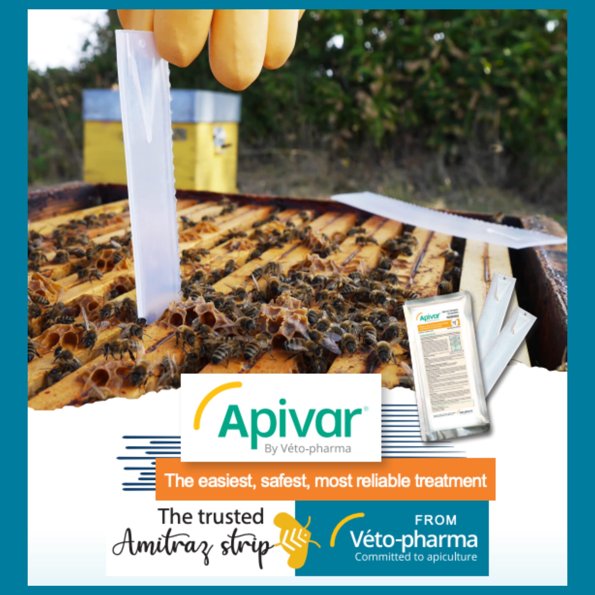 Foxhound Bee Company Apivar strip ready to use design for quick hive treatment