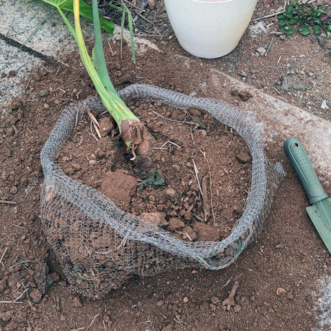 Foyego gopher-vole barrier deters underground feeders while keeping soil loose.